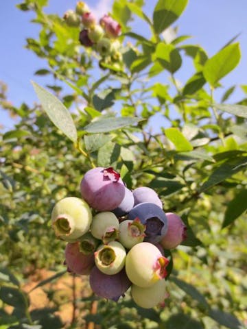 ブルーベリー園「花の谷」