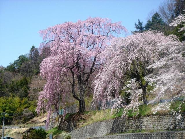 氏乗のしだれ桜