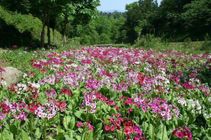 【中止】くりん草祭り