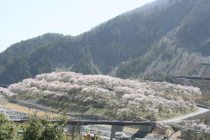 【2021年開催中止】大鹿さくら祭り