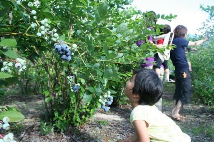 大鹿村ブルーベリー狩り
