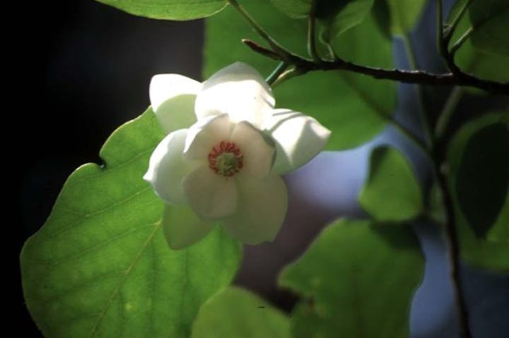赤沢自然休養林のオオヤマレンゲ