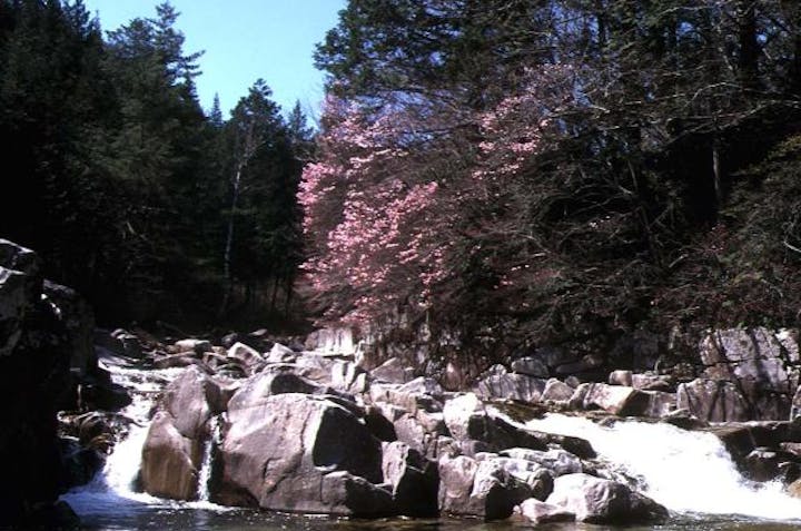 赤沢自然休養林のアカヤシオ
