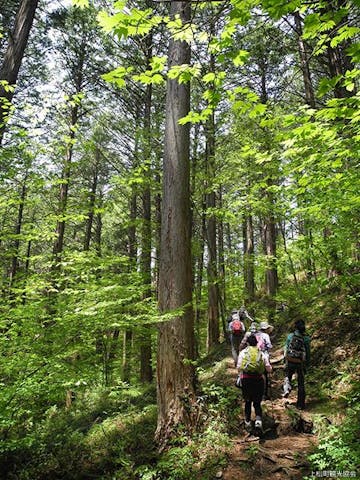 【中止】信州木曽上松・赤沢森林浴大会（春の部）