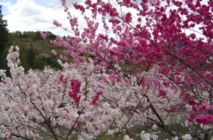 富貴畑高原の花桃