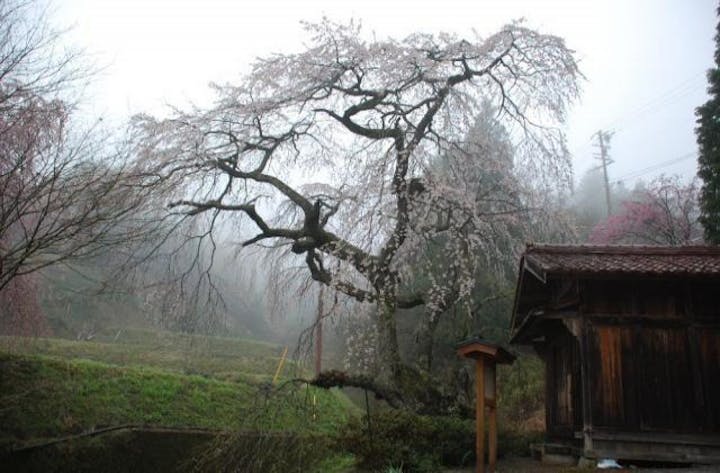 一石栃の枝垂桜