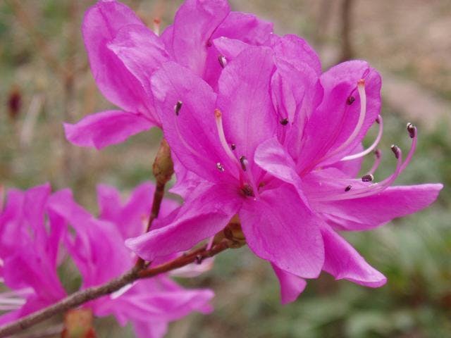 なぎそミツバツツジ祭り