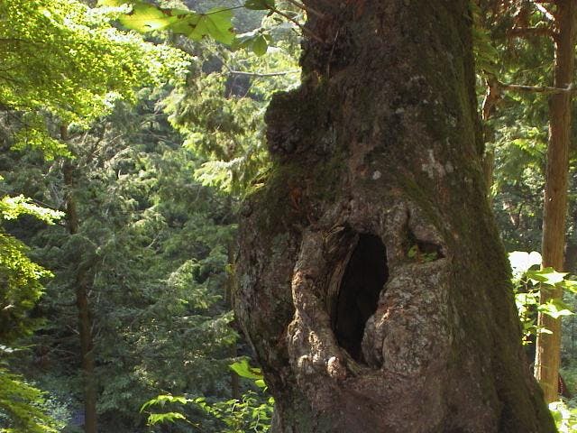 鳥居峠子産みの栃