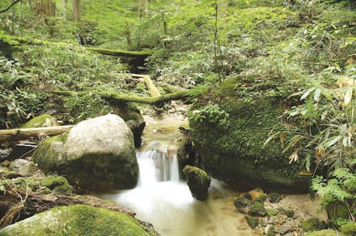 水木沢天然林