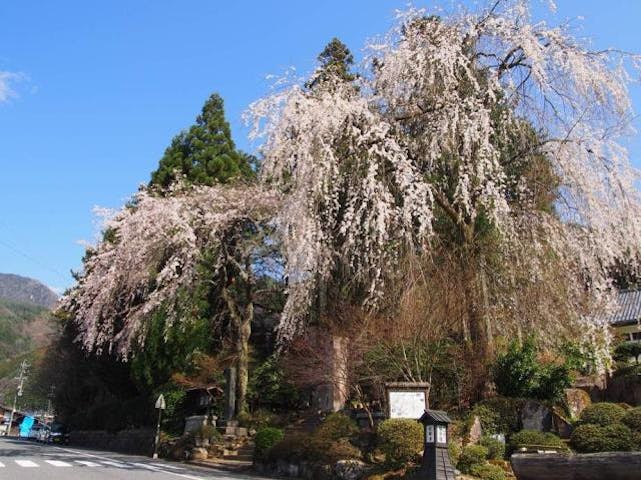 定勝寺のシダレザクラ
