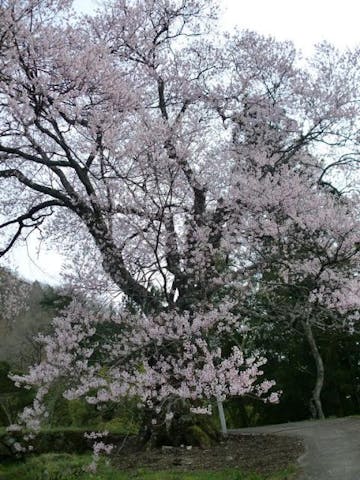 上郷地区（須原）のエドヒガン桜