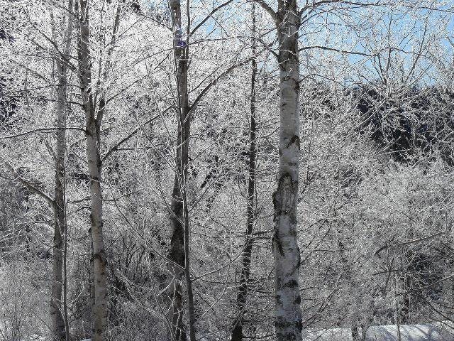 開田高原の霧氷