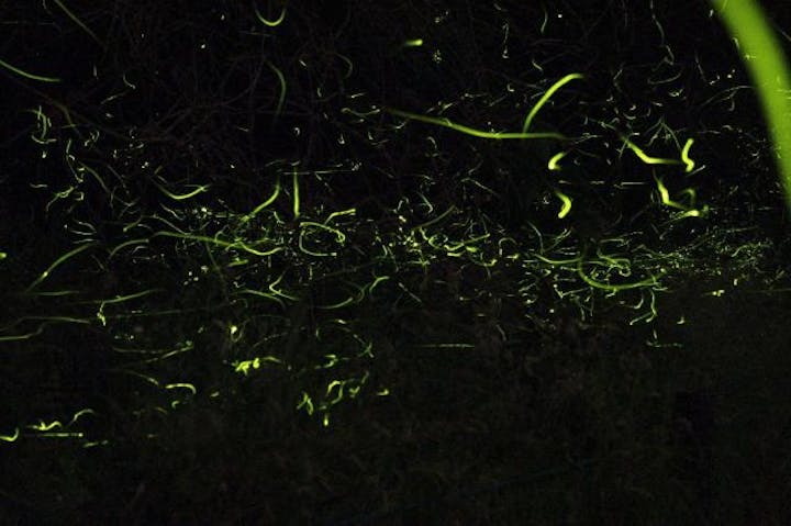 花見ほたるの里