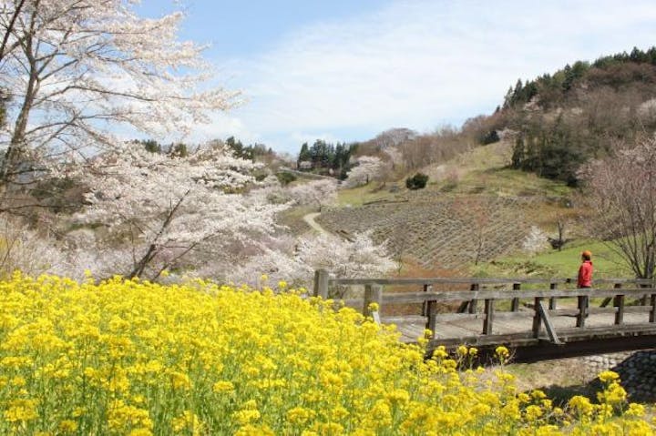 陸郷の山桜（夢の郷エリア）