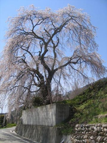 成就院来鳳枝垂桜