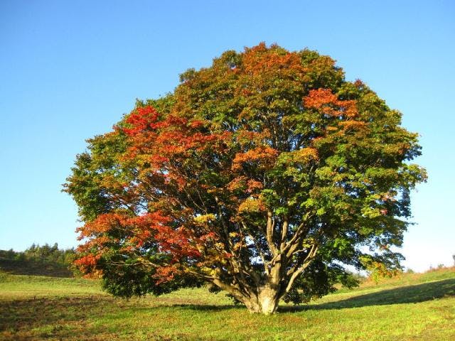 大峰高原七色大カエデ