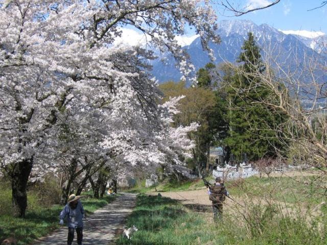 鵜山の桜並木