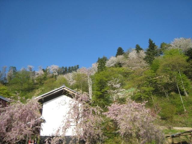 高照山桜の里