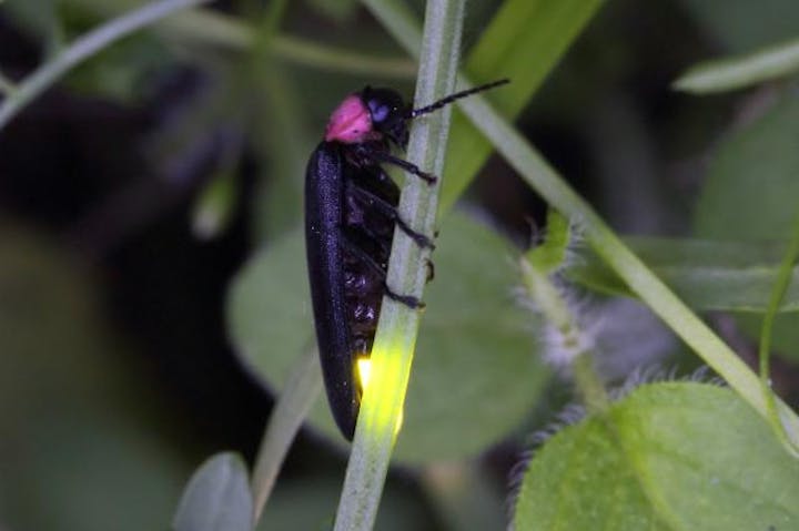 【2020年中止】花見ほたる祭り