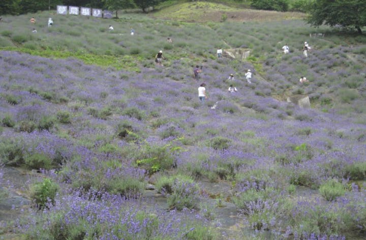 【2021年中止】夢農場ラベンダー祭り