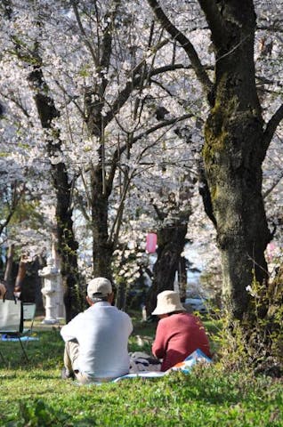 権現様の桜（松川神社の桜）
