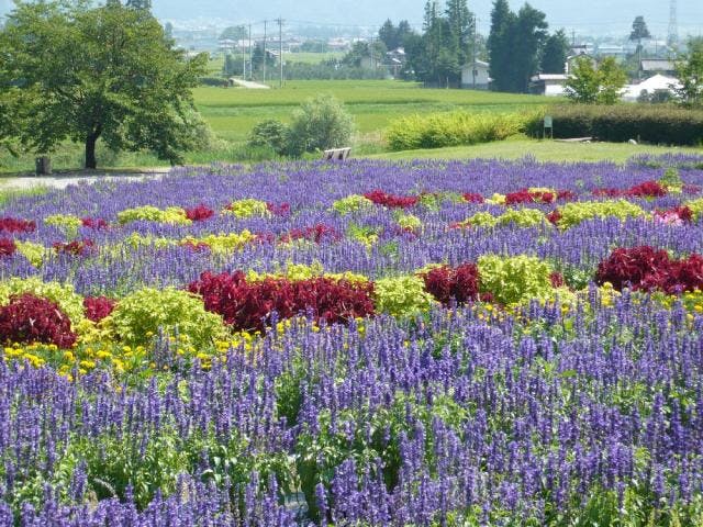 安曇野ちひろ公園 大花壇