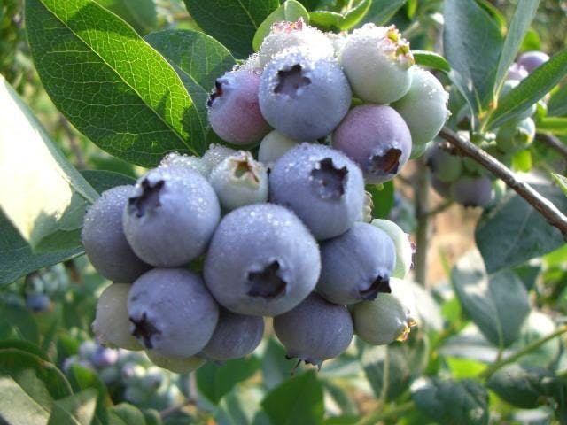 平林ブルーベリー園