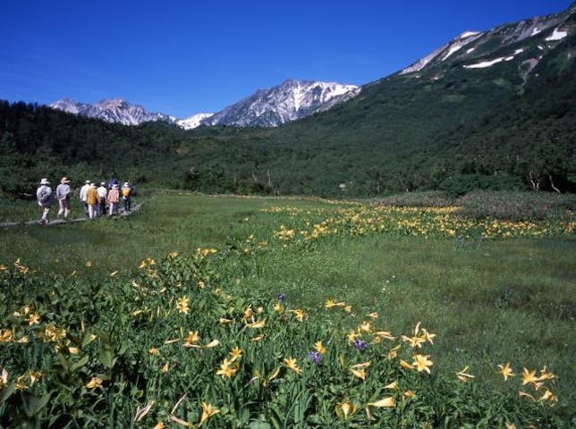 栂池自然園のニッコウキスゲ