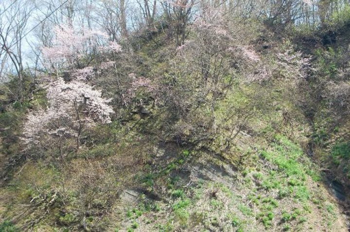 オクチョウジ桜群落