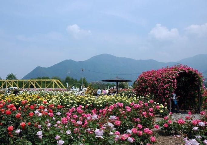 中止 さかき千曲川ばら公園 ばら祭り アソビュー