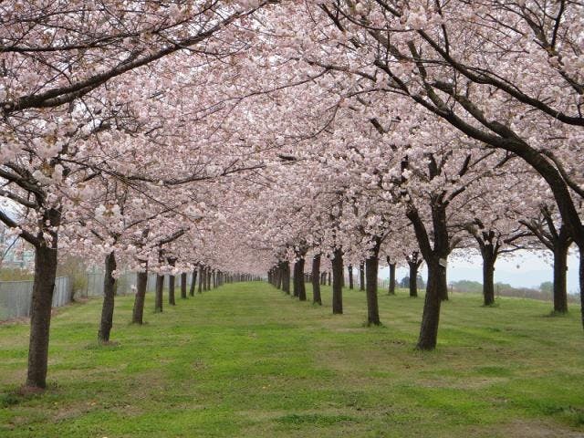 千曲川ふれあい公園花まつり