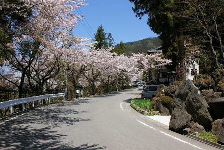 上林温泉街の桜