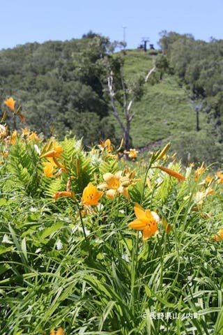 志賀高原のニッコウキスゲ