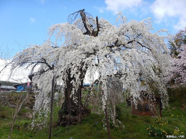 大日庵の源平しだれ桜