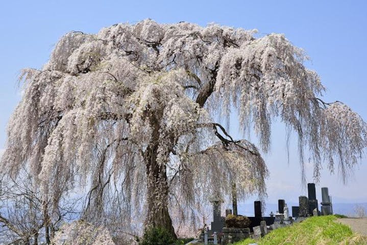大久保のしだれ桜