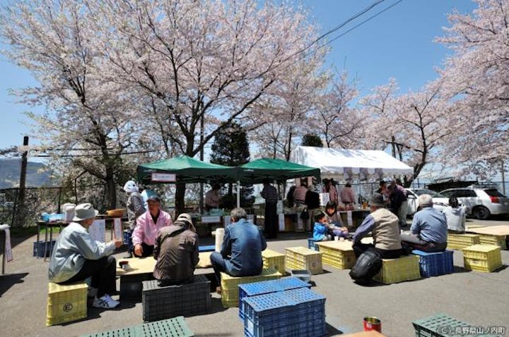 宇木区民会館前のしだれ桜