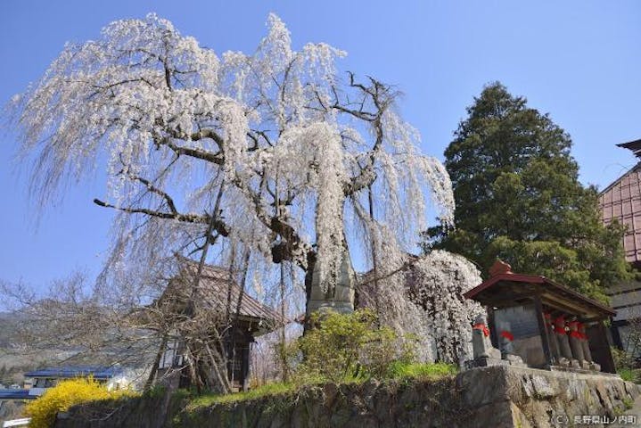 隆谷寺のしだれ桜