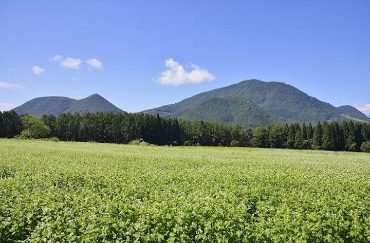 須賀川のそばの花