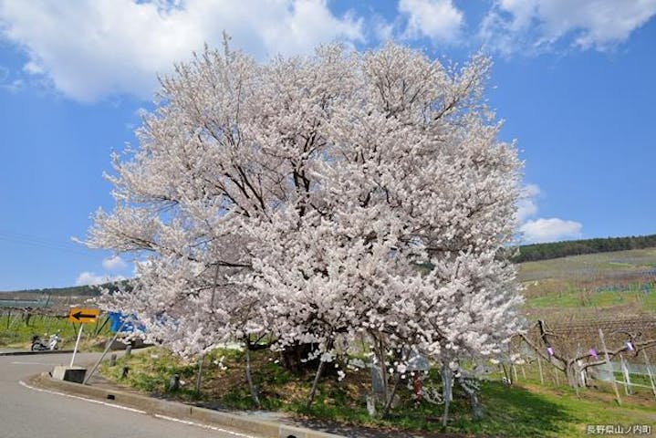 【2021年中止】宇木の古代桜めぐり
