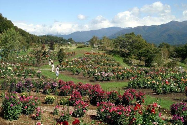 木島平やまびこの丘公園 ダリア園