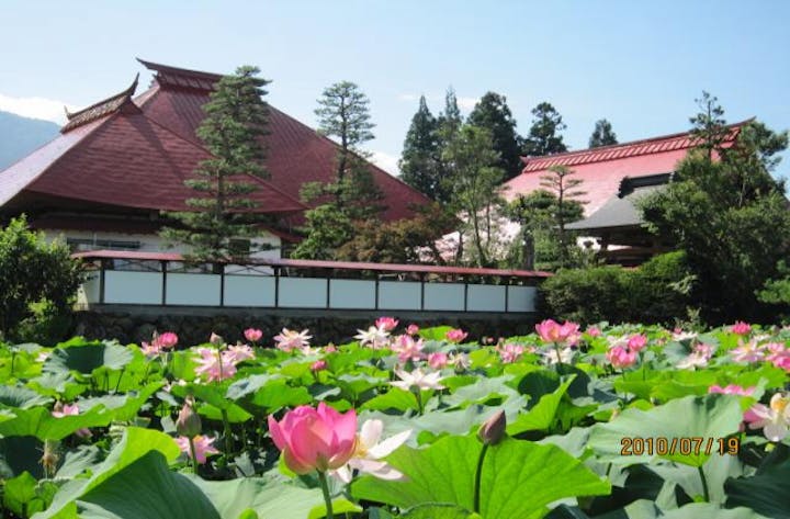 【2021年開催中止】稲泉寺ハス花祭り