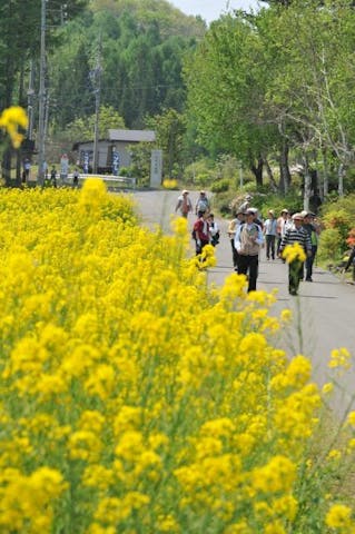 野沢温泉菜の花パノラママーチ