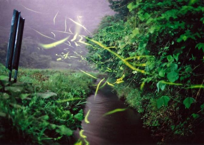 信濃町のホタル