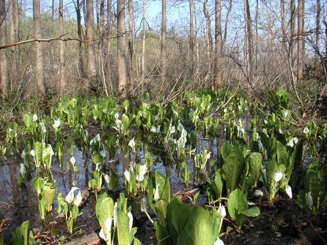 大久保池の水芭蕉