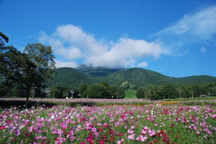 黒姫高原のコスモス