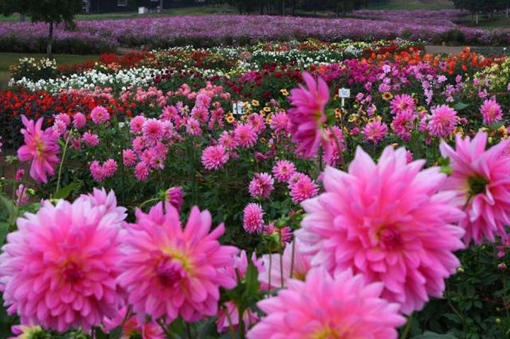 旬花咲く黒姫高原のダリア