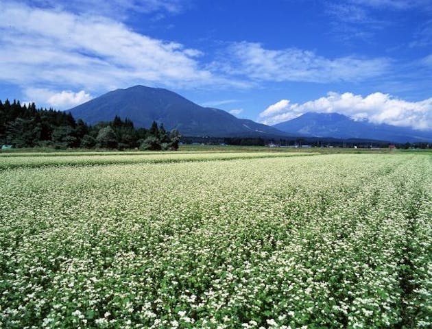 信濃町の蕎麦の花