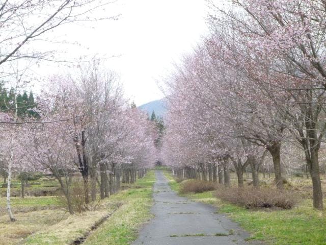 町民の森オオヤマザクラ
