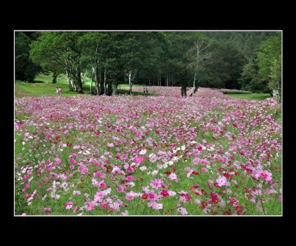 【臨時休業】旬花咲く黒姫高原のコスモス