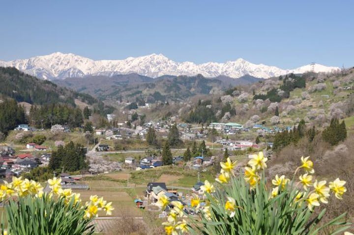 小川村桜ウィーク
